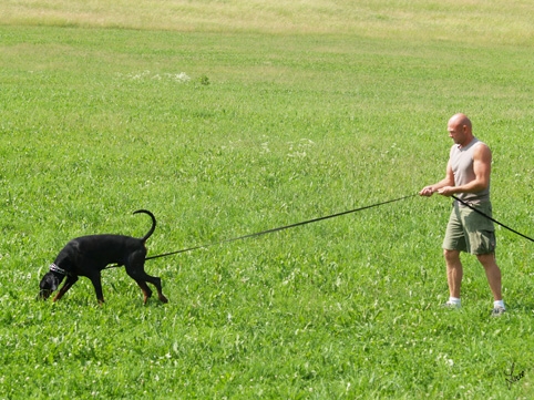 Dogs in training 6/2007